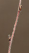 breza biela (Betula pubescens)