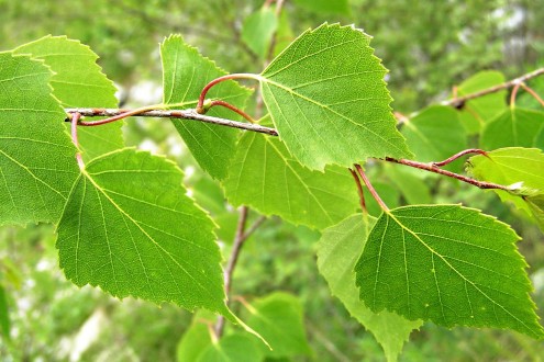 breza previsnutá (Betula pendula) - vetvička s listami