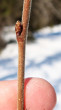 breza biela (Betula pubescens)