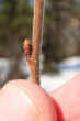 breza biela (Betula pubescens)