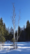 breza biela (Betula pubescens) - rašelinisko, podhorie Západných Tatier