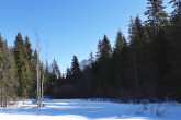 breza biela (Betula pubescens) - rašelinisko, podhorie Západných Tatier