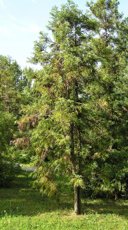 kryptoméria japonská (Cryptomeria japonica) - Arborétum Mlyňany