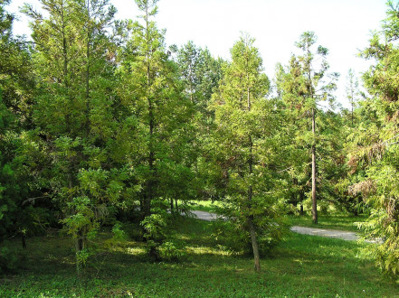 kryptoméria japonská (Cryptomeria japonica) - Arborétum Mlyňany