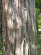 kryptoméria japonská (Cryptomeria japonica) - borka