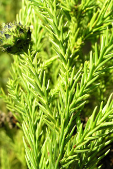 kryptoméria japonská (Cryptomeria japonica)