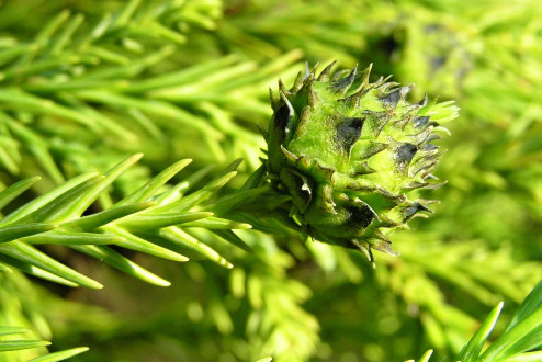kryptoméria japonská (Cryptomeria japonica) - šiška