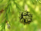 kryptoméria japonská (Cryptomeria japonica) - šiška