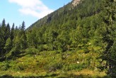 breza previsnutá (Betula pendula) - v lavinóznom žľabe ako stabilizujúci prvok (Kôprová dolina)