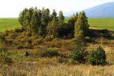 breza previsnutá (Betula pendula) - ako jedna z prvých obsadzuje uvolnené nevyužívané plochy