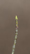 jarabina oskorušová (Sorbus domestica) - krúžkované brachyblasty