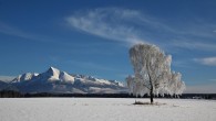 breza previsnutá (Betula pendula)