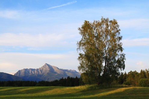 breza previsnutá (Betula pendula)
