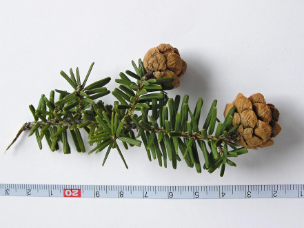 jedľovec japonský (Tsuga diversifolia)