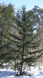 jedľovec japonský (Tsuga diversifolia) - Hrádocké arborétum (2005)