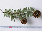jedľovec japonský (Tsuga diversifolia)