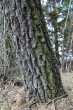 breza previsnutá (Betula pendula) - borka - spodná časť kmeňa