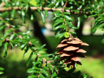 jedľovec japonský (Tsuga diversifolia)