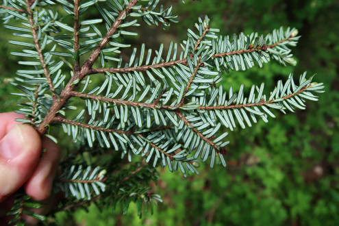 jedľovec japonský (Tsuga diversifolia) - dekoratívny výrazne sfarbenými ihlicami na spodnej strane