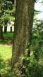 jedľovec japonský (Tsuga diversifolia) - borka