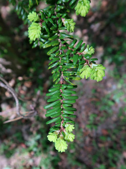 jedľovec japonský (Tsuga diversifolia) - mladé výhonky sú výrazne žltkasto zelené