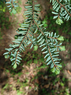 jedľovec japonský (Tsuga diversifolia) - spodná strana