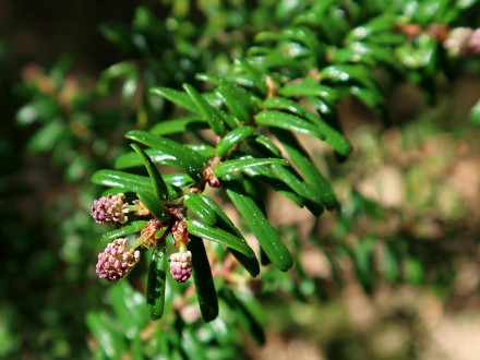 jedľovec japonský (Tsuga diversifolia) - ♂ šištice