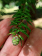 jedľovec japonský (Tsuga diversifolia) - ♀ šištice