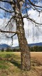 breza previsnutá (Betula pendula) - borka - spodná časť kmeňa