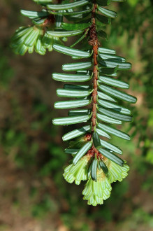 jedľovec japonský (Tsuga diversifolia) - spodná strana