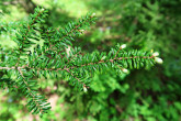 jedľovec japonský (Tsuga diversifolia) - vrchná strana