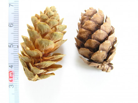 smrek čierny (Picea mariana)