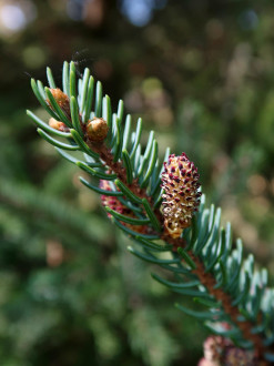 smrek čierny (Picea mariana) - ♂ šištice