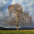 breza previsnutá (Betula pendula)