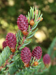 smrek čierny (Picea mariana) - ♀ šištice