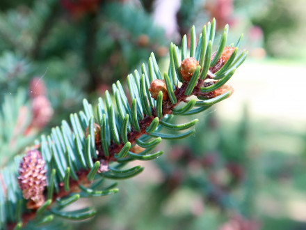 smrek čierny (Picea mariana)