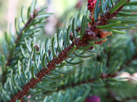 smrek čierny (Picea mariana)