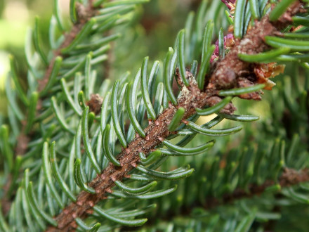 smrek čierny (Picea mariana)