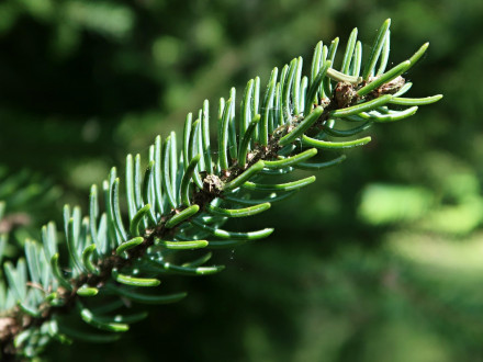 smrek čierny (Picea mariana)