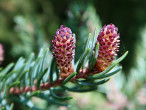 smrek čierny (Picea mariana) - ♂ šištice