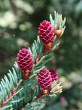 smrek čierny (Picea mariana) - ♀ šištice