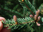 smrek čierny (Picea mariana) - ♂ šištice