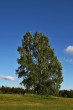breza previsnutá (Betula pendula)