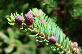 smrek čierny (Picea mariana) - ♂ šištice