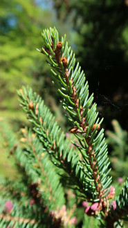smrek čierny (Picea mariana)