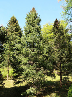 smrek čierny (Picea mariana) - skupina smrekov čiernych (Hrádocké arborétum)