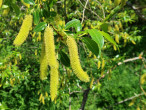 vŕba päťtyčinková (Salix pentadra) - ♂ jahňady