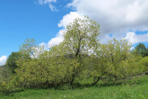 vŕba päťtyčinková (Salix pentadra)