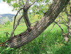 vŕba päťtyčinková (Salix pentadra) - borka