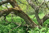 vŕba päťtyčinková (Salix pentadra) - borka